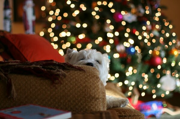 Perro acostado en el Sofá esperando el año nuevo