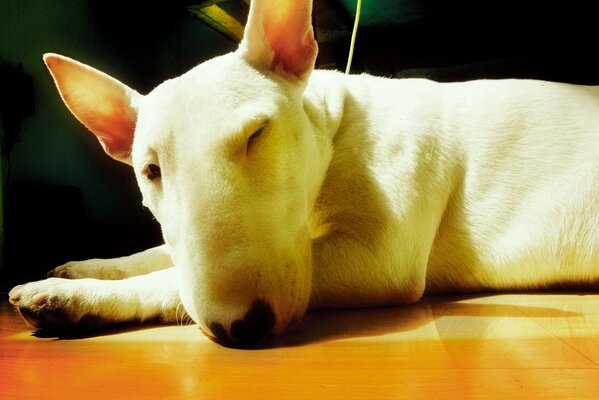 White Bull Terrier kimarit