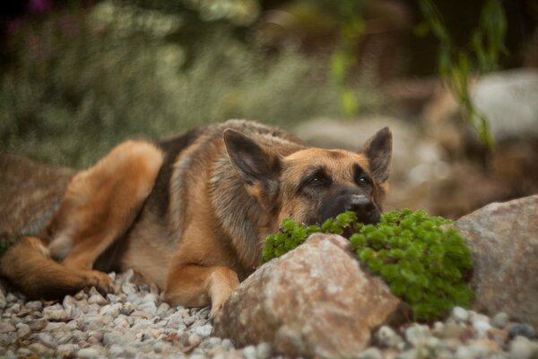 Beau chien de berger sur les décombres se coucha le museau sur la pierre