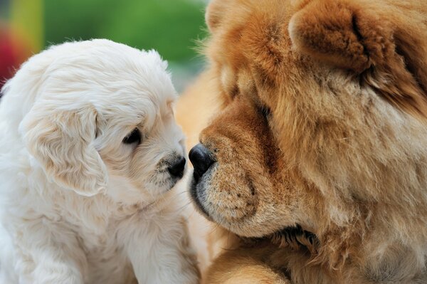 Getting to know dogs sniffing at each other