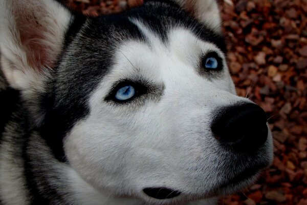 Husky dog is a peaceful animal