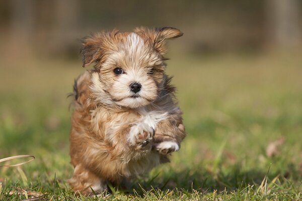 Lindo cachorro corriendo sobre la hierba