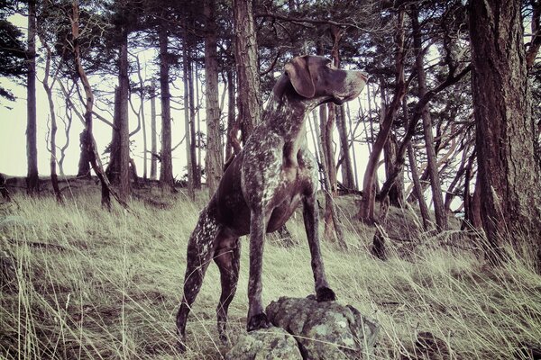 A dog in the forest in nature on a stone