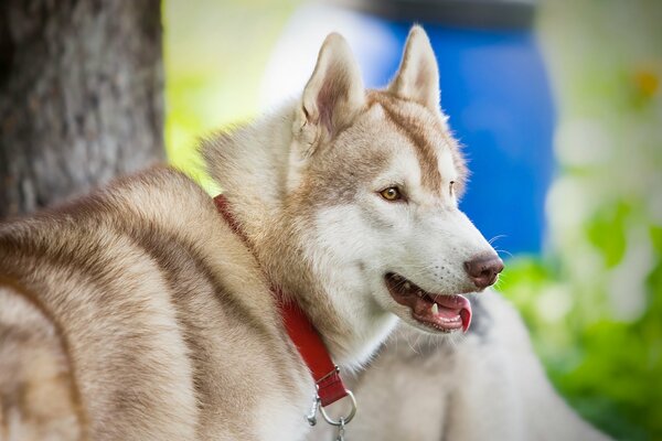 Laika est l ami le plus dévoué avec un regard intelligent