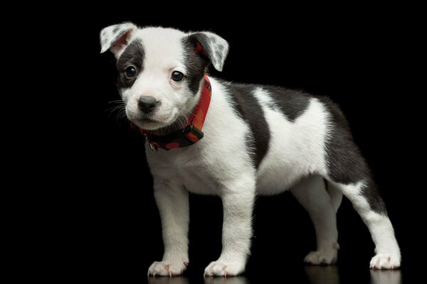 Affectionate spotted puppy with a red collar