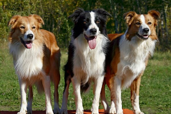 Trois chiens de race border Collie