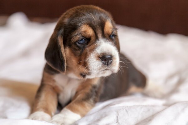 Cute look of a pretty brown puppy