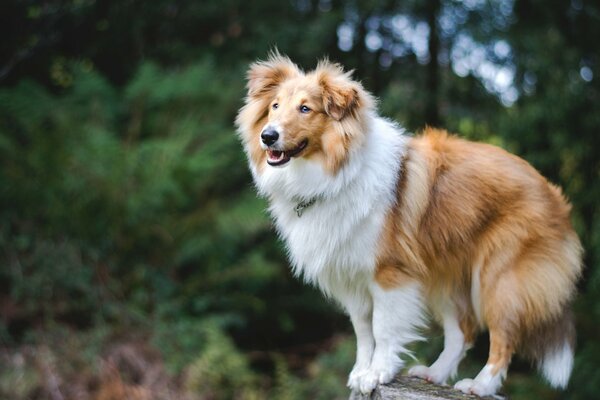 Shetland-Hund geht in der Natur spazieren