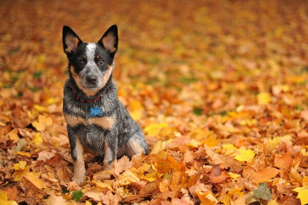 Denkt der Hund ist endlich eine sehr schöne Zeit des Jahres gekommen