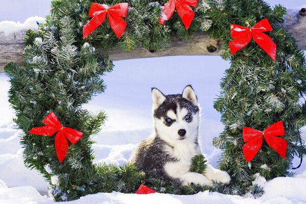 Cachorro Husky en la nieve cerca de la corona de Navidad