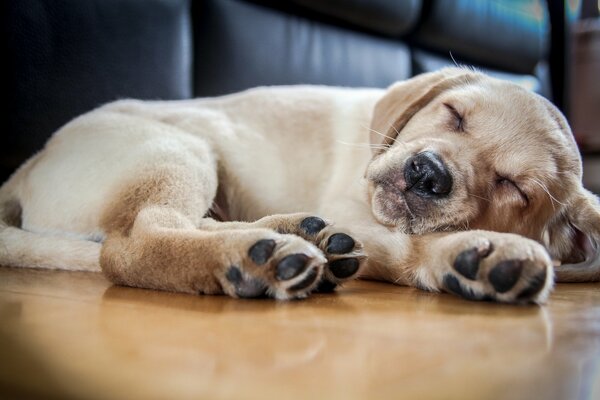 Chien dans la maison Pour la sécurité ne peut pas s inquiéter