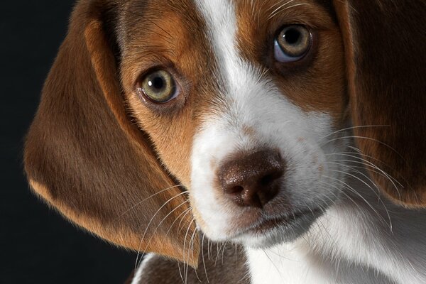 Beagle puppy on a black background