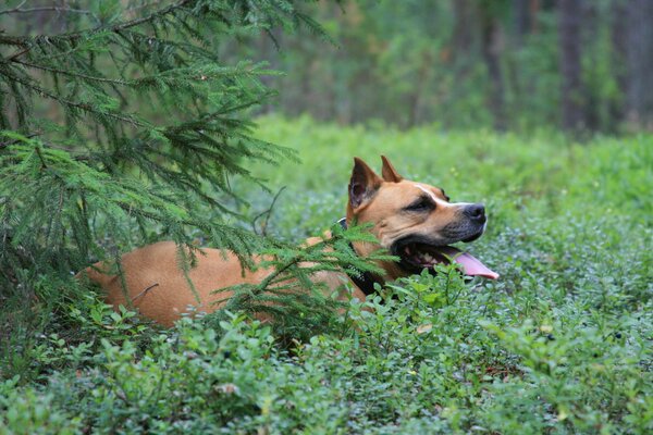 El stafordshire Terrier se adentra en los arándanos