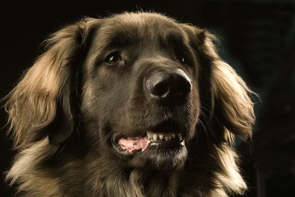 Foto-Shooting eines Hundes der Leonberger Rasse