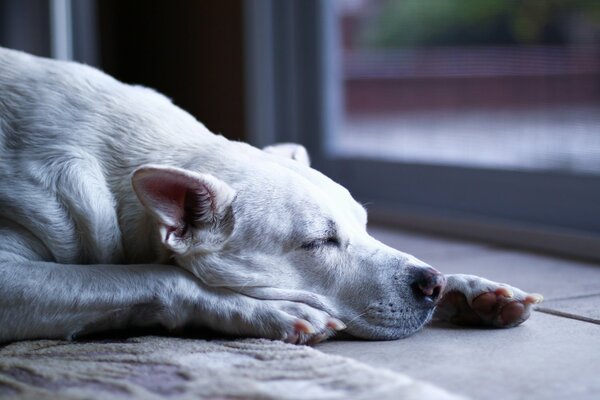 A white dog sleeps on the carpet