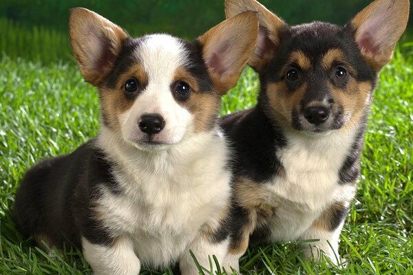 Deux chiots sur l herbe se promènent