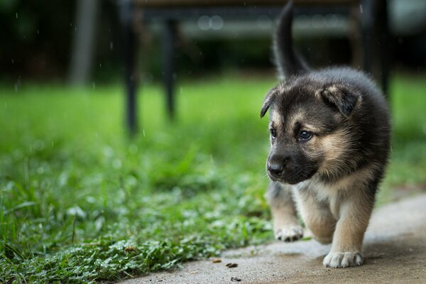 A puppy explores the world in the yard