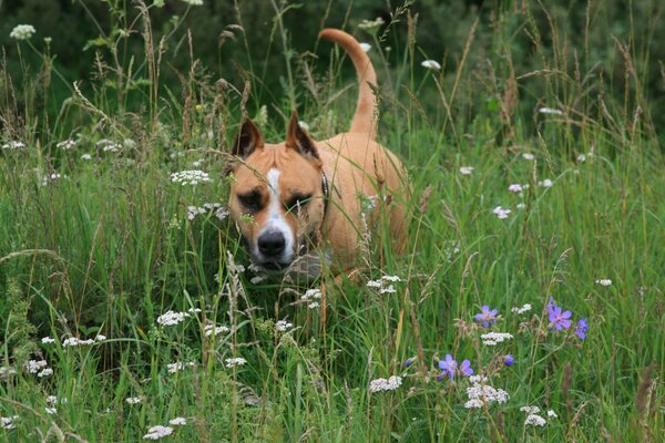 Staforthshire Terrier walks through flower meadows