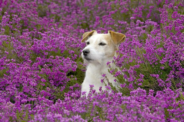 My husband gave me a field of flowers