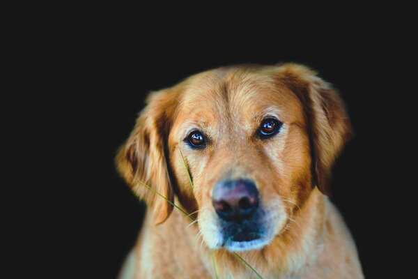 Regard amical intelligent de chien