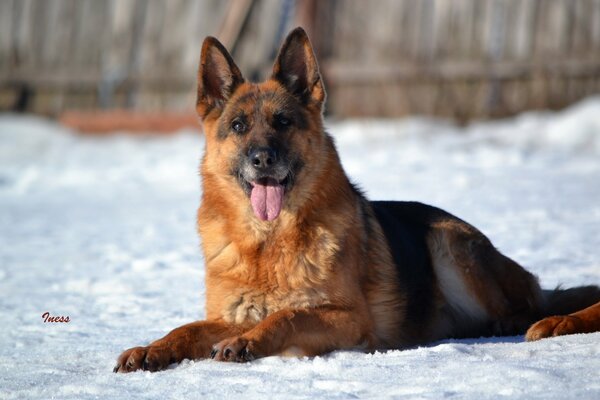 Playful look of a shepherd dog