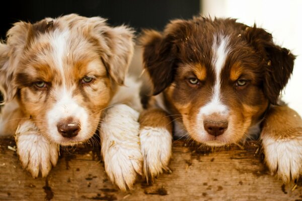 Two colored puppies with blue eyes