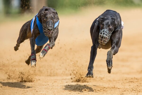 Competición de dos perros en el bozal