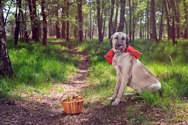 Hund mit Korb im Wald am Wegesrand