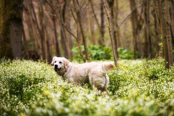 Chien de race Retriever parmi les fleurs