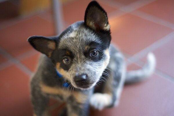 The look of an Australian shepherd dog