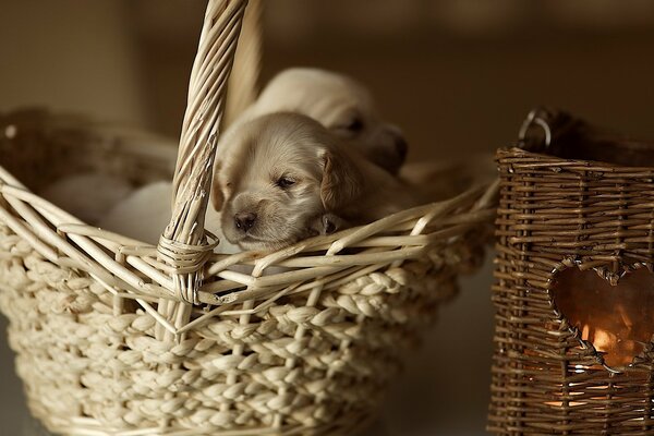 Cute puppy sleeping in corizine