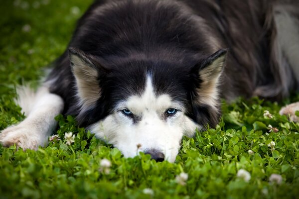 Der Hund schaut müde, aber mit hingebungsvollem Blick