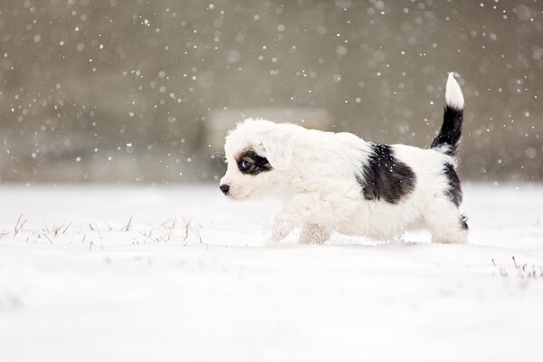 Der Blick des Hundes auf den weißen Schnee