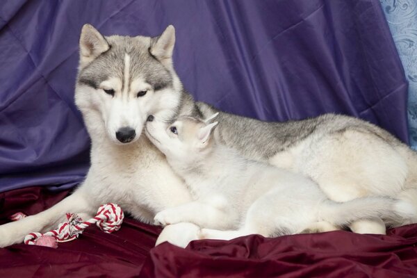 Husky puppy with mom