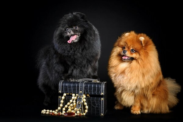 Two cute pomeranians with a jewelry box with beads