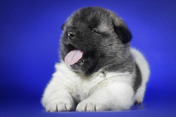 Cucciolo carino su sfondo blu