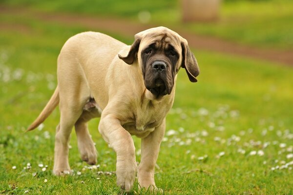 A dog walks on a green field