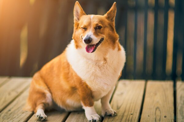 Fat corgi on a walk in the yard