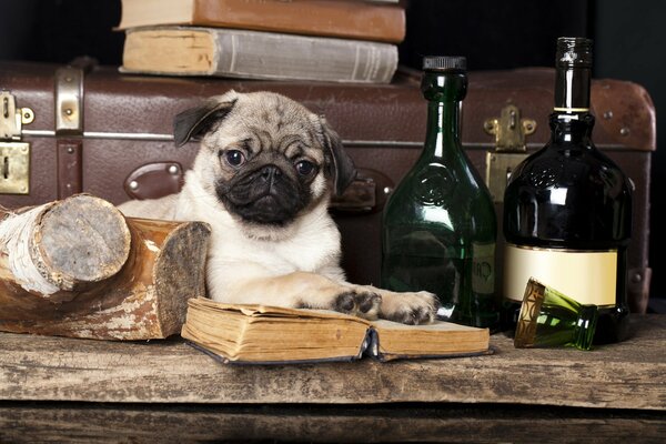 A pug dog with an open book