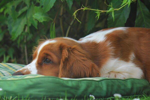 Chien solitaire dans l herbe verte