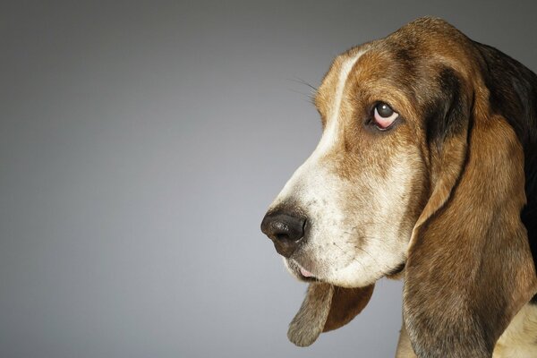 A strange look in the eyes of a dog on a gray background