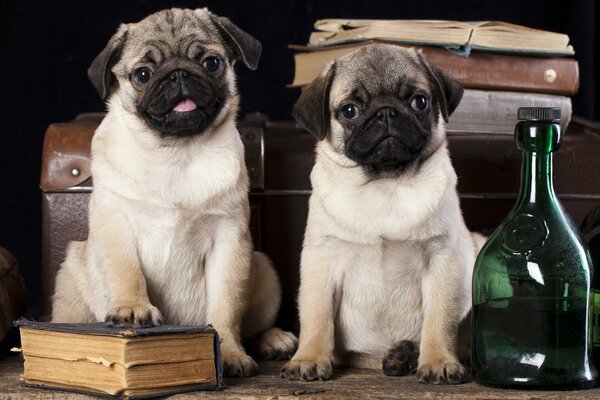 Par de pugs con libros antiguos