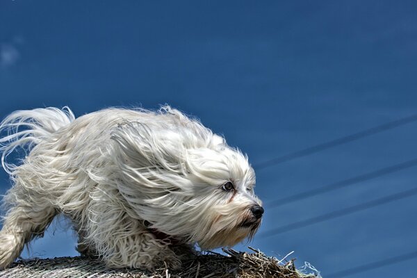 A big white shaggy dog looking into the distance