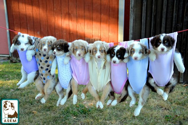 Cute puppies in colorful things