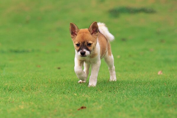 A puppy runs across a green lawn