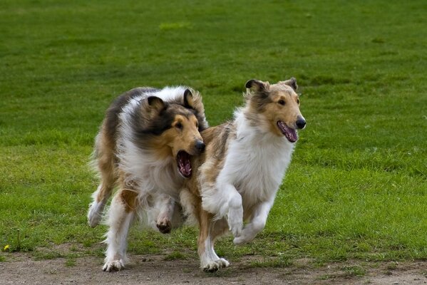 Spiel Scottish Schäferhunde Collie