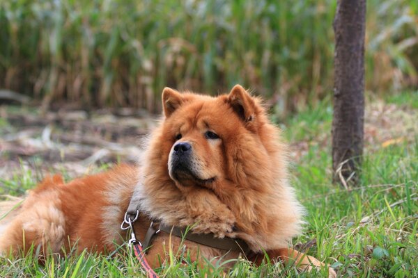 Cane di razza Chow Chow sull erba