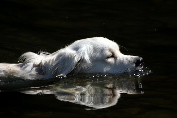 A white dog swimming to the shore