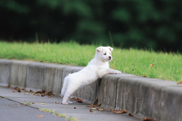 A white puppy leans on the curb with its front paws