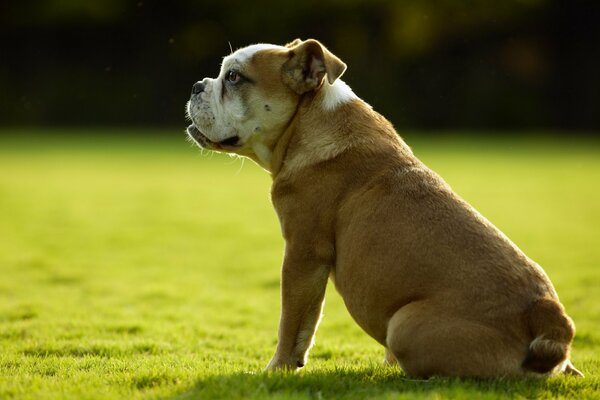 Ein Hund sitzt auf einem grünen Rasen